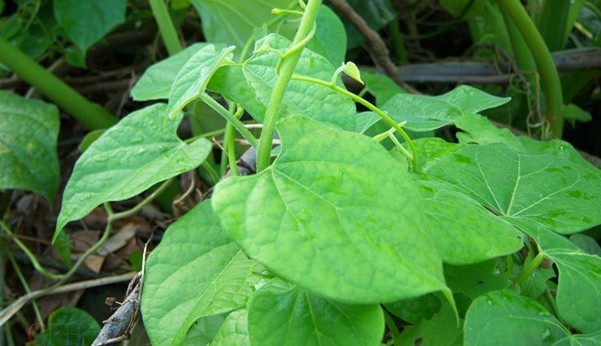 Tinospora sinensis